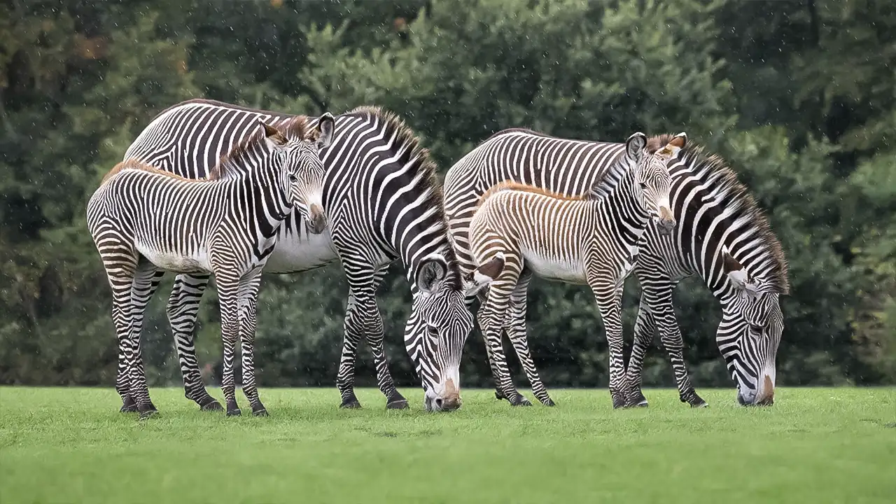 West Midland Safari Park.