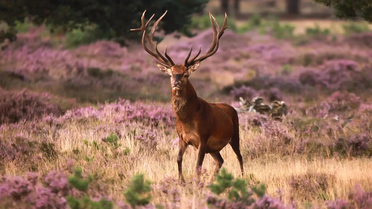 Kröller Müller & N.P. The Hoge Veluwe