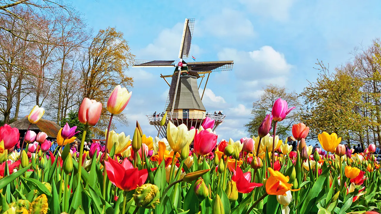 Tulip Tour Keukenhof & City Tour Delft