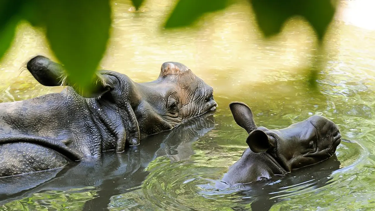 Rotterdam Zoo Blijdorp