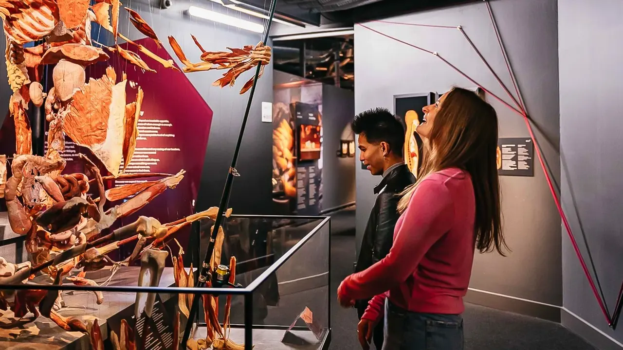 Body worlds museum