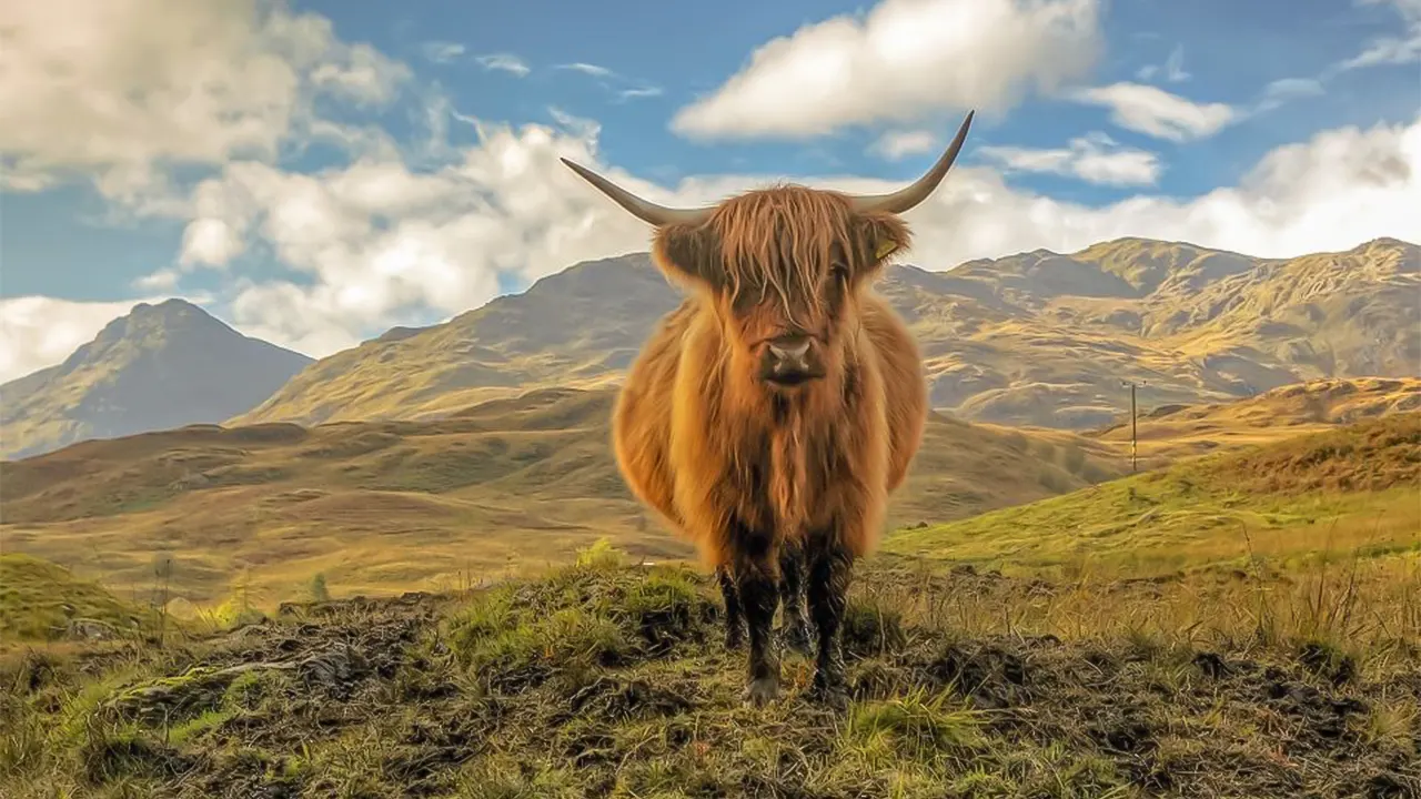 Loch Lomond & Stirling Castle tour