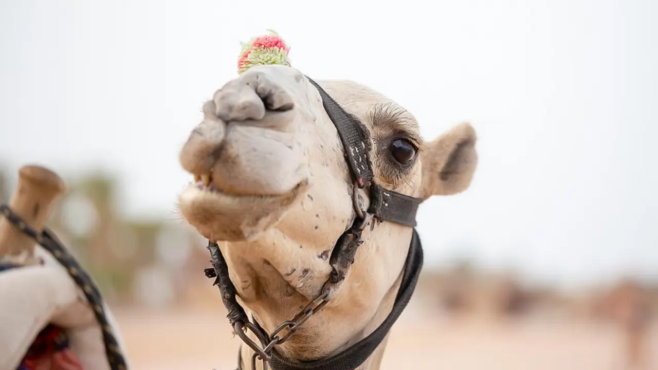 Horse riding and beauty breakfast