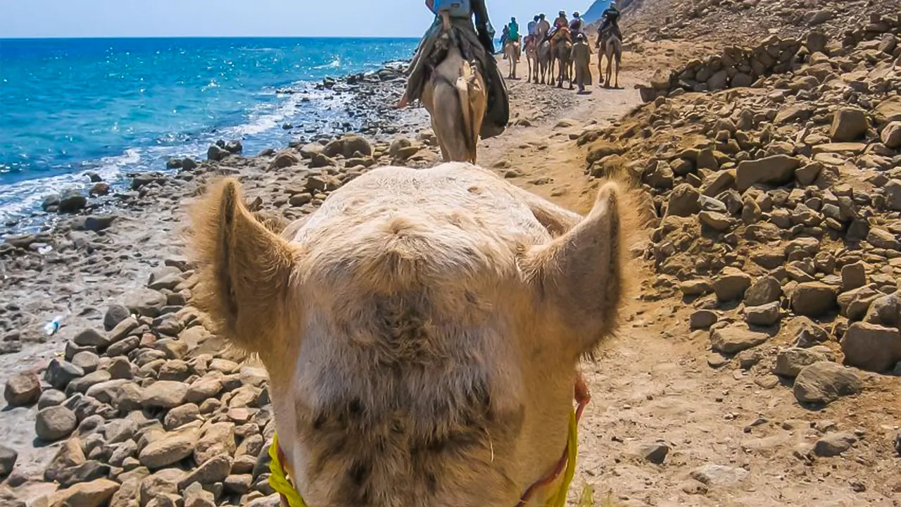 Canyon, Camel, and Snorkel Jeep Tour