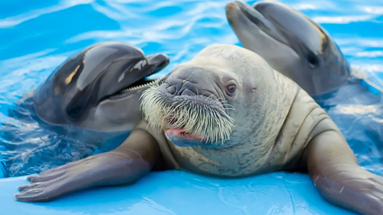 Show at Dolphin World