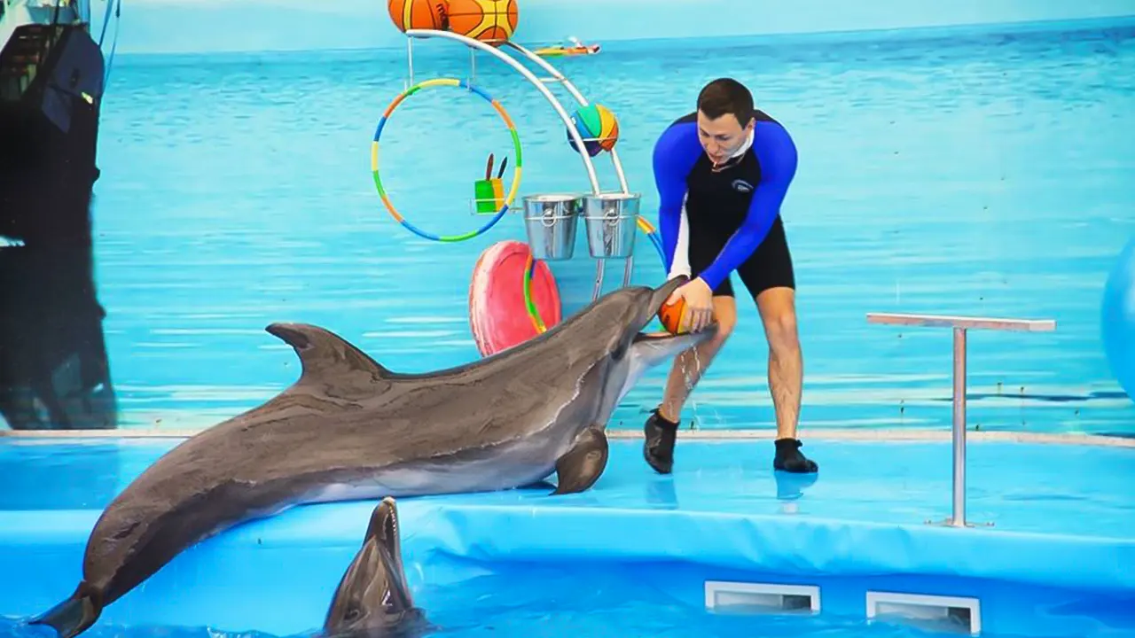 Show at Dolphin World