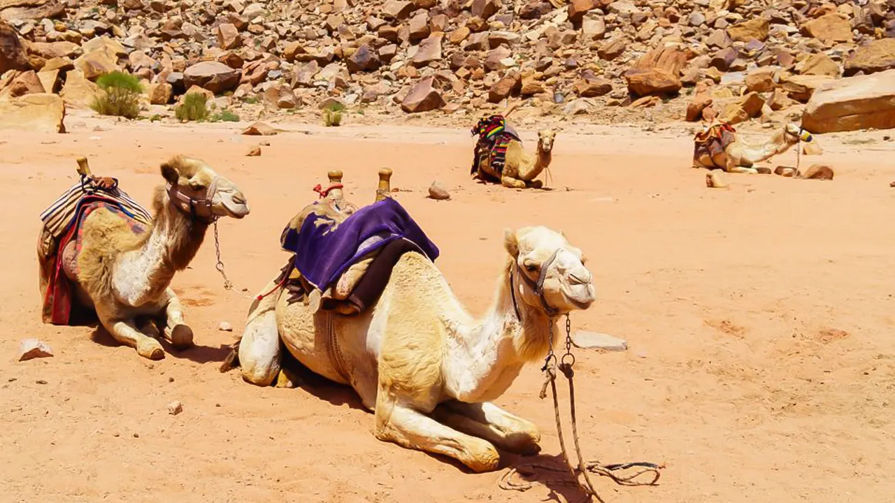 Safari, camel ride & Bedouin village tour