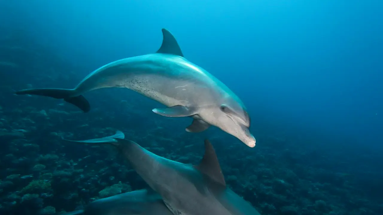 Dolphin watching with snorkeling and lunch