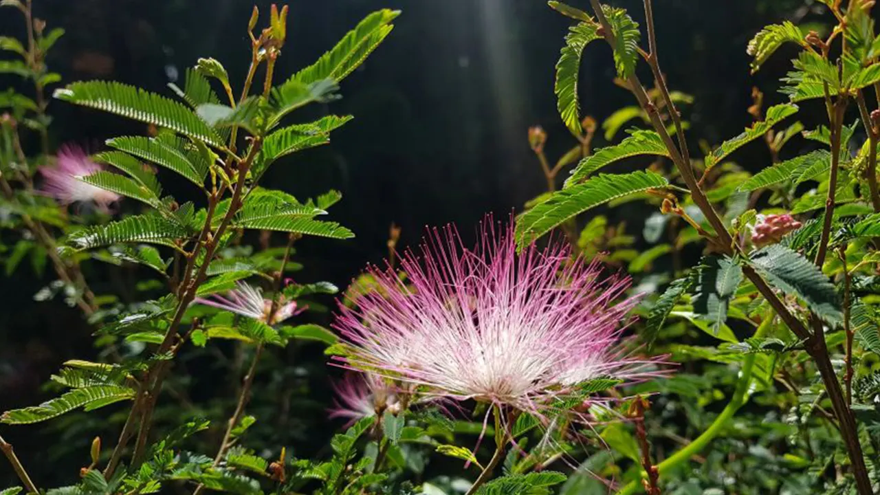 Tijuca National Park caves and waterfall walking tour