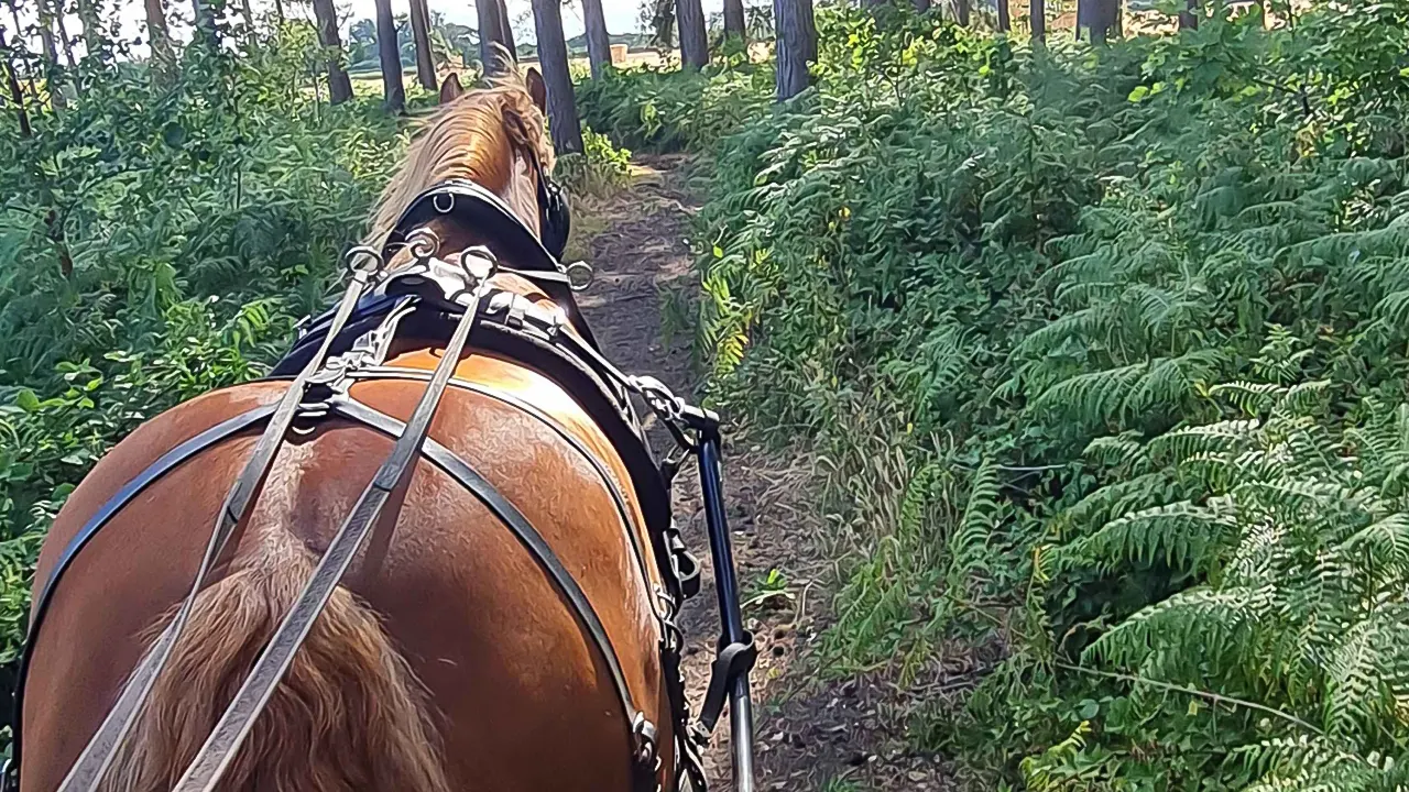 Horse Drawn Carriage ride