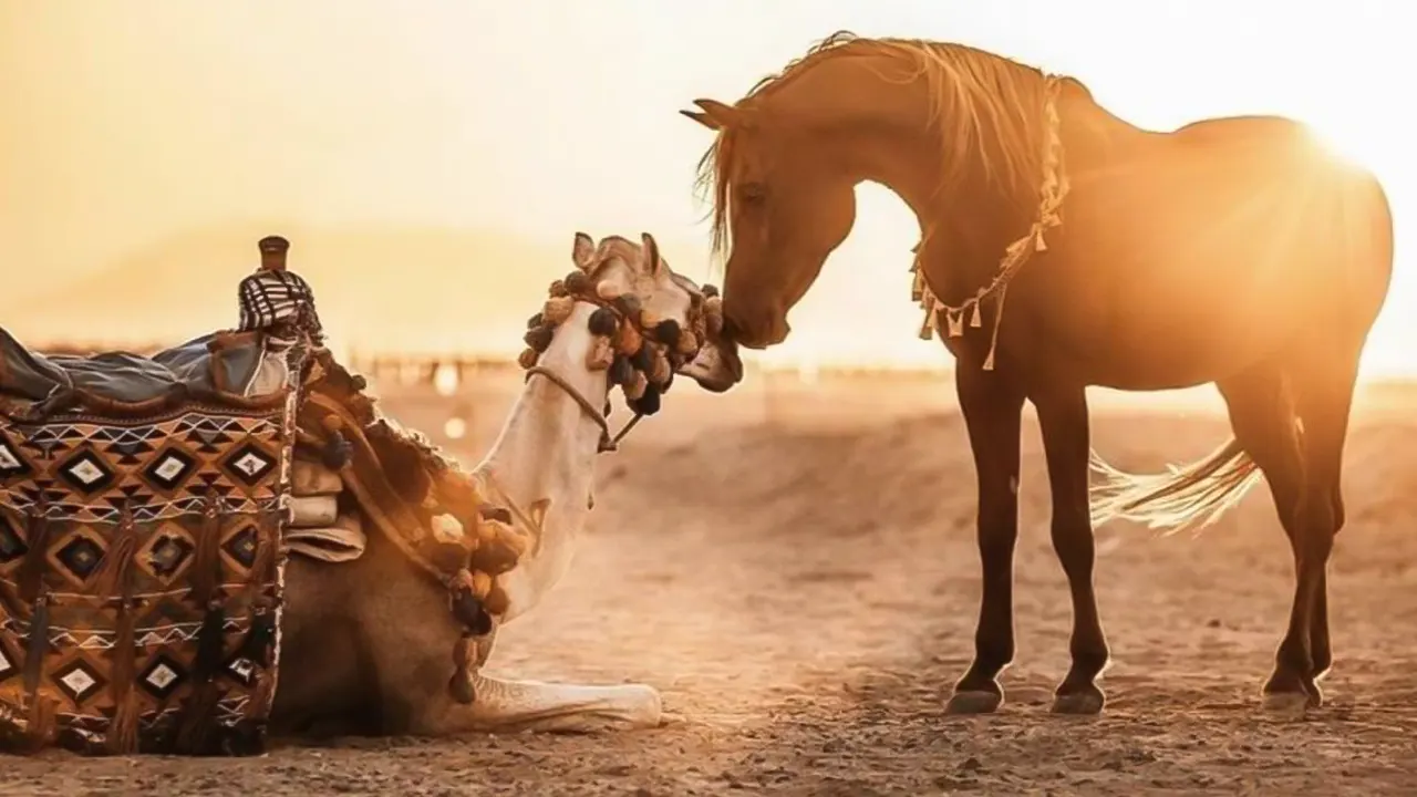 ركوب الخيل و الجمال بالإفطار